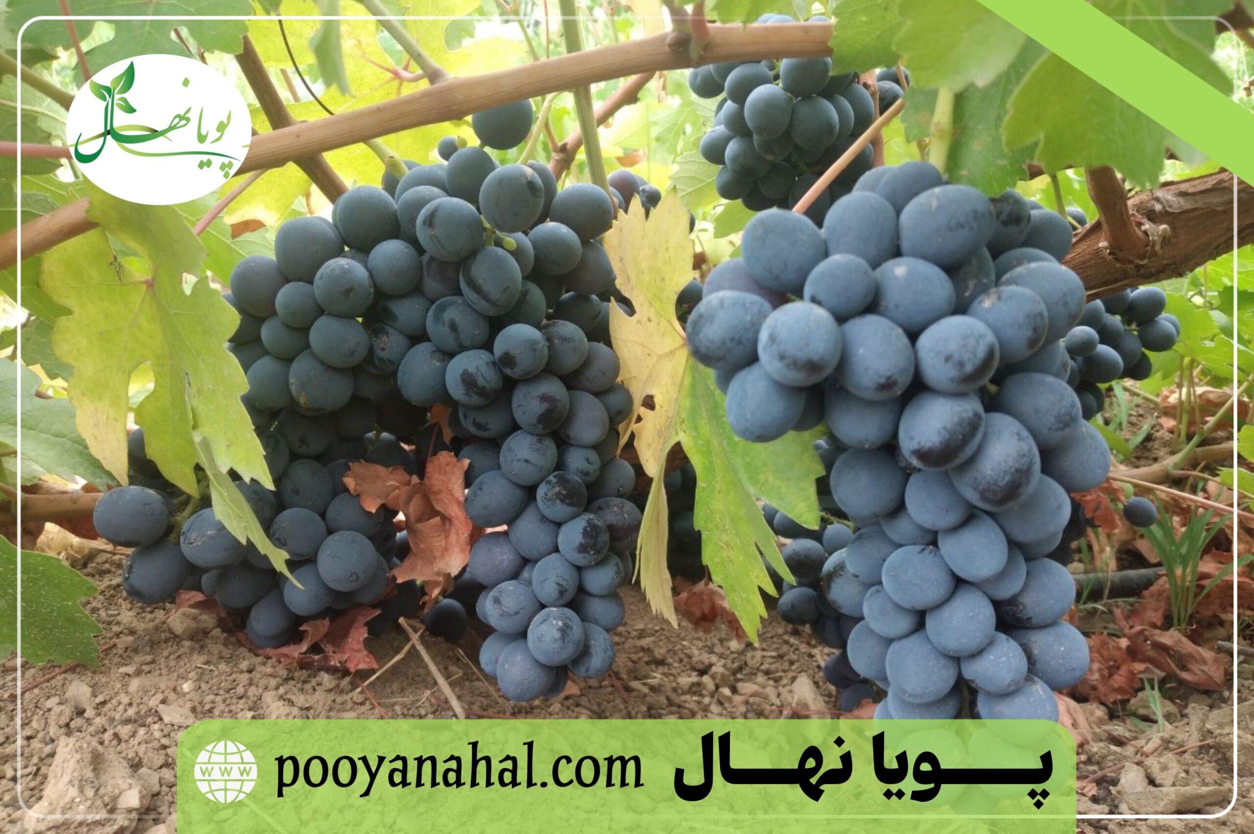 انگور دیمی سیاه سردشت