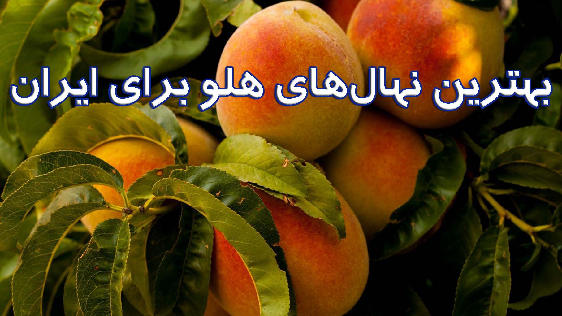 بهترین نهال‌های هلو برای ایران