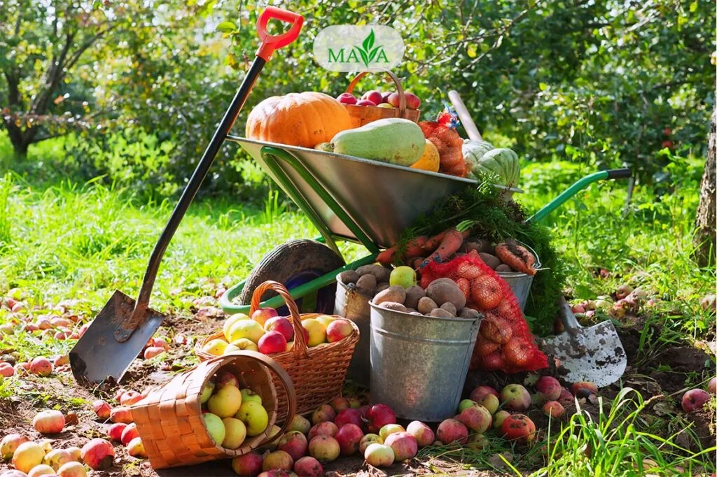 کود فروت ست پودری